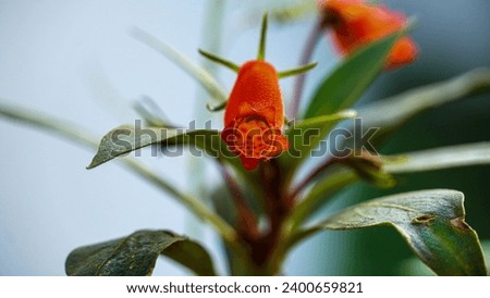 Orange Pitcher Flower or Carnivorous flower Foto stock © 