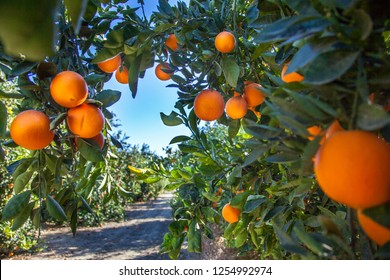 Orange Plantation In California USA