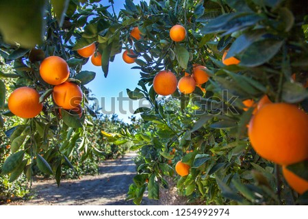 Orange plantation in California USA