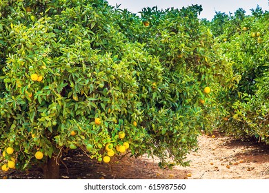 Orange Plantation In Narrandera Australia New South Wales