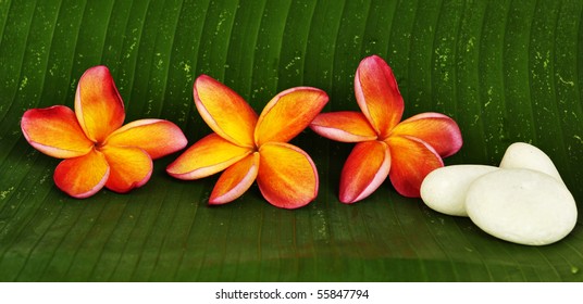 Orange Plumeria Flowers On Green Leaf