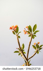 Orange Plumeria Flowers, Space For Design