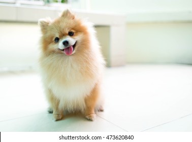 Orange Pomeranian Dog  Smile