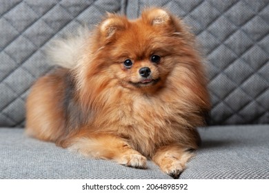Orange Pomeranian Spitz puppy portrait on a gray sofa, indoors