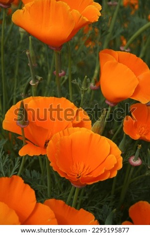 Orange Poppies flower close up 