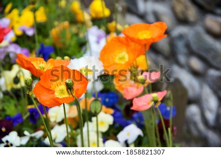 Orange poppies on a flower bed in front of a stone wall. Selective focus.                      