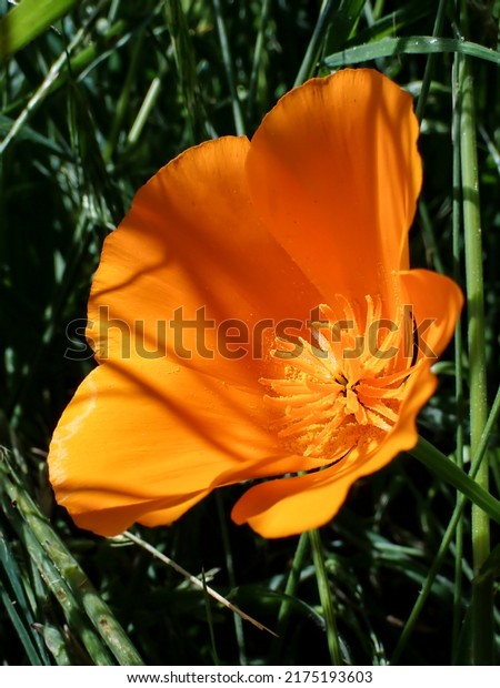 An orange poppy (California\
Golden Poppy, or simply California Poppy) is seen on a sunny\
morning, glowing from an area of green grass. Sunshine hits the\
flower.