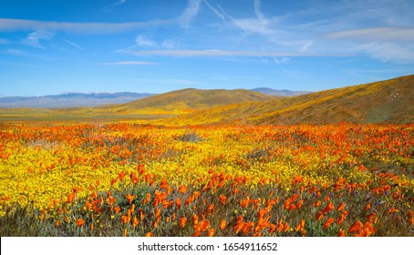 Orange Poppy Fields California Superbloom