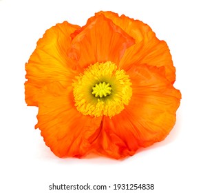 Orange poppy flower isolated on white background - Powered by Shutterstock