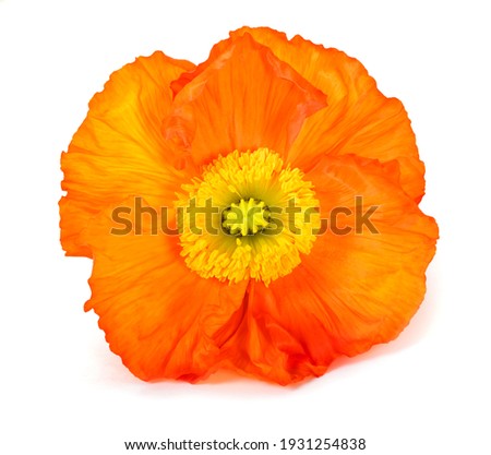 Orange poppy flower isolated on white background