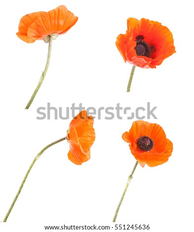 orange poppy flower. isolated on white background