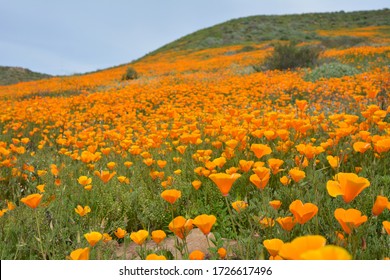 Orange Poppy Flowers Spring California 