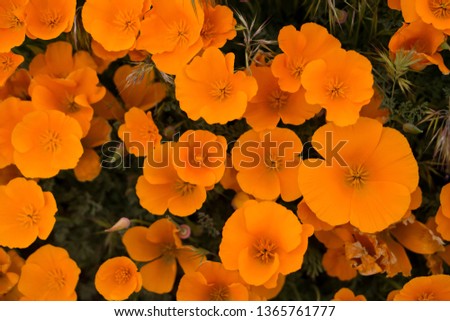 Orange poppy full bloom during Spring time in California 