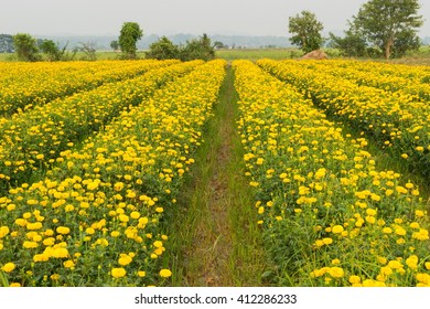 Orange Pot Marigold (Calendula Officinalis) Field