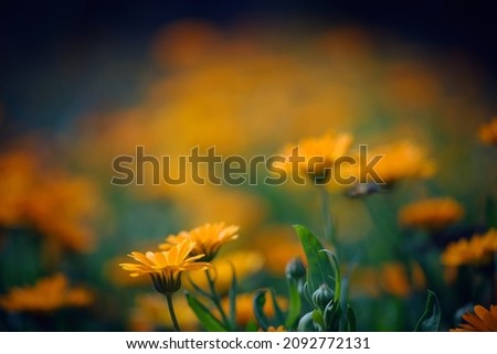 Similar – Image, Stock Photo El centro Yellow Flower