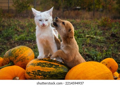 Orange Pumpkin Harvest 
Cat And Dog Puppy Fall Grass Outdoor Farmer Market. Field Garden  Patch. Copy Space Vintage Thanksgiving Background Autumn Concept Helloween Squashes Group.