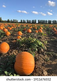 Orange Pumpkin Picking Crop Field