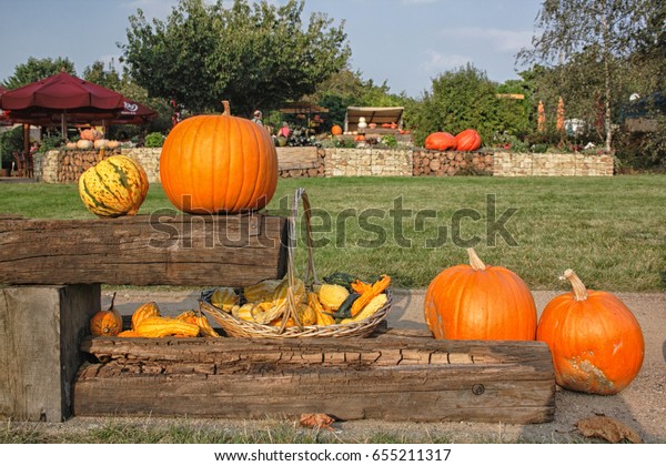 orange\
pumpkins background from the halloween\
garden