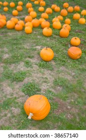 Orange Pumpkins in a Field Background during Fall or Autumn