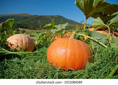Orange pumpkins grows in garden at the end of september, view of beautiful Carpathian Mountains in Ukraine
