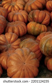A lot of orange pumpkins are lying on the grass