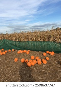 Orange pumpkins in the patch