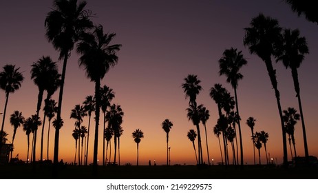 Orange and purple sky, silhouettes of palm trees on beach at sunset, California coast, USA. Beachfront park at sundown in San Diego, Mission beach. People walking and birds flying in evening twilight. - Powered by Shutterstock