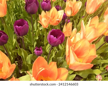 Orange and Purple - Tulips From the Spring Tulip Festival - IG-FB-Pinterest “Tulip-A-Day” #jrkdenterprises