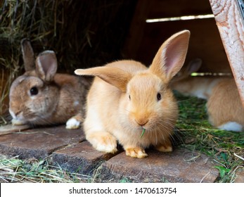 
Orange rabbit in the hutch, eating green grass. - Shutterstock ID 1470613754