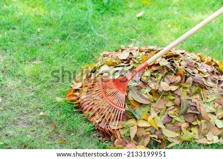 Orange rake, Leaves on Grass in Garden. Cleaning yard.