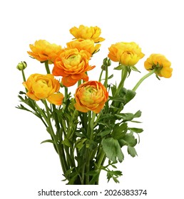 Orange ranunculus flowers in a bouquet isolated on white