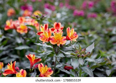 Orange And Red Alstroemeria Indian Summer And Foliage