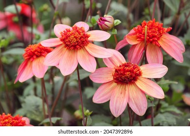 Orange and red anemone dahlia 'Totally tangerine' in flower