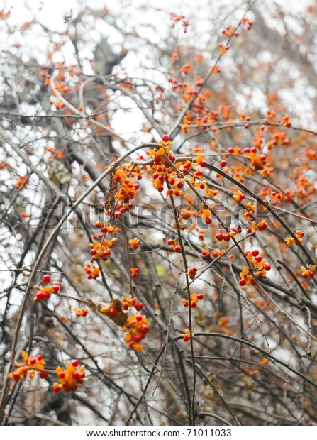 Orange Red Berries On Tree Vines Stock Photo (Edit Now) 71011033