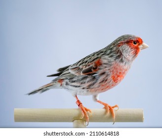Orange, Red, Black And White Canary Bird Perched
