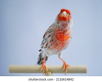 Orange, Red, Black And White Canary Bird Posed Looking At The Camera.