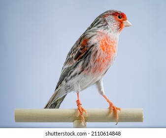 Orange, Red, Black And White Canary Bird Perched