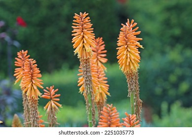 Orange red hot poker, Kniphofia unknown species and variety, flower spikes with a blurred background of shrubs. - Shutterstock ID 2251035773