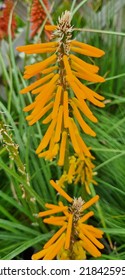 Orange Red Hot Poker Plant