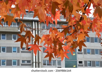 Orange and red maple leaves during the fall season in october with a palace in the background