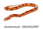 Orange and red patterned corn snake crawling on surface