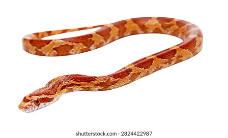Orange and red patterned corn snake crawling on surface