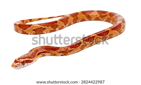 Orange and red patterned corn snake crawling on surface