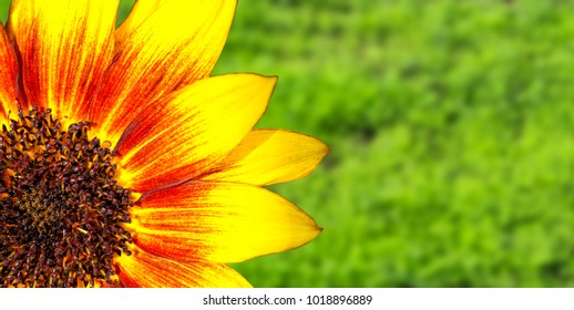 Orange, red and yellow flame sunflower macro photo with stunning intense bright colours against an out focus green grass background.