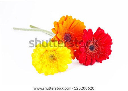 Similar – Foto Bild 3 Gerbera-Blüten im Glas auf Papprolle