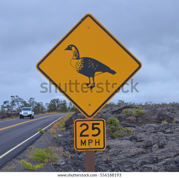 An orange reflector road sign warns drivers to\
look out for the rare nene bird in the Kilauea lava field on the\
big island of Hawaii.