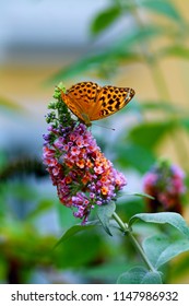 Orange Regal Fritillary Butterfly On Buddleja Branch Against Blurry Green Garden Background. Tiny Wings Have Dark Spots.