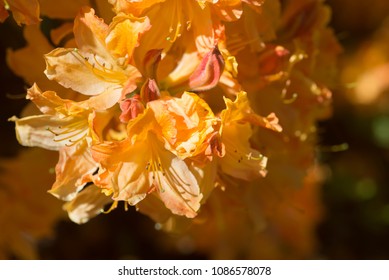 Orange Rhododendron Christopher Wren Flowers In Bloom Macro Selective Focus