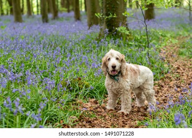 Orange Roan Cocker Spaniel Standing In Bluebell Woods. Wales, UK. May