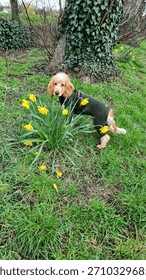 ​Cute orange roan sable Cocker Spaniel puppy in a green jumpsuit sniffing yellow daffodils outdoors in a park meadow, early spring. Perfect for pet-themed calendars or springtime articles.